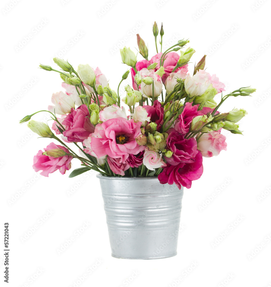 Pink eustoma flowers in  pot