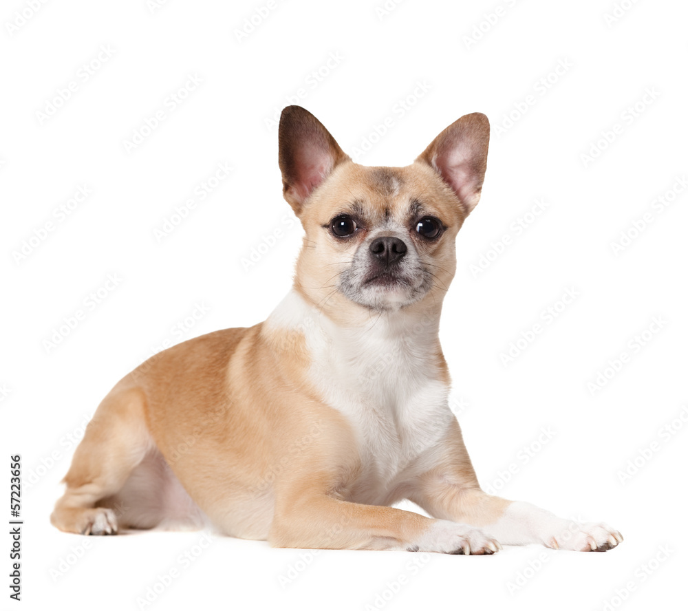 Lying cute straw-colored doggy, isolated