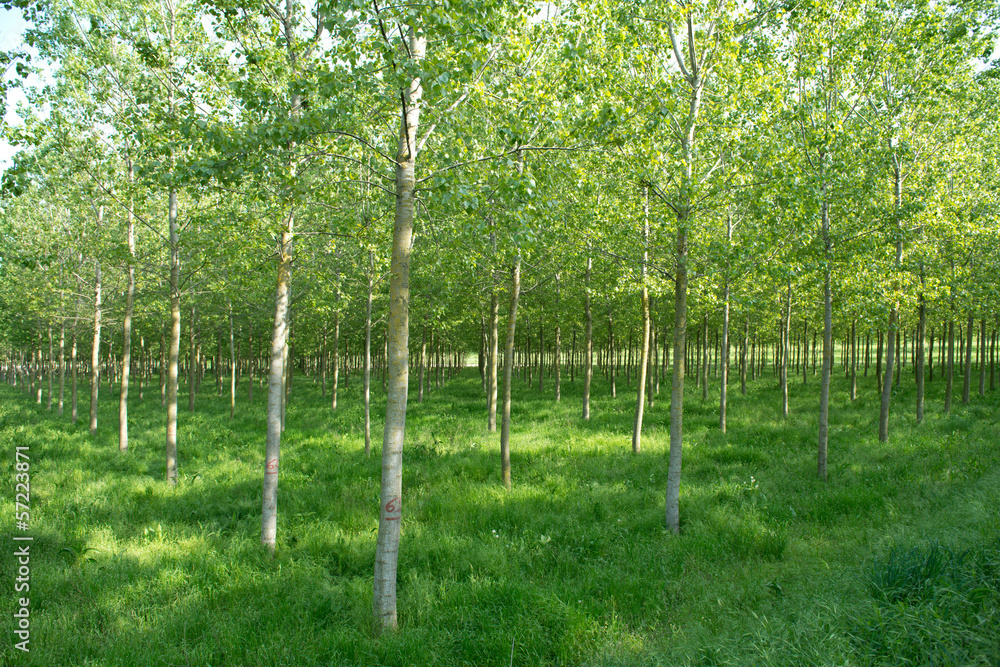 Obraz premium Pioppeto in Pianura Padana