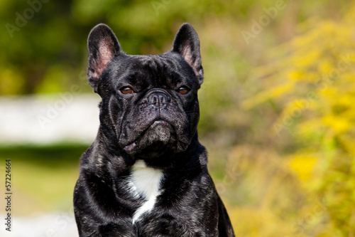 Frensch Bulldog Male Portrait © EHammerschmid