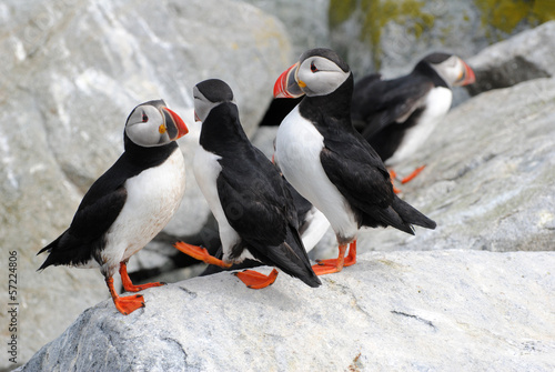 Cluster of Puffins