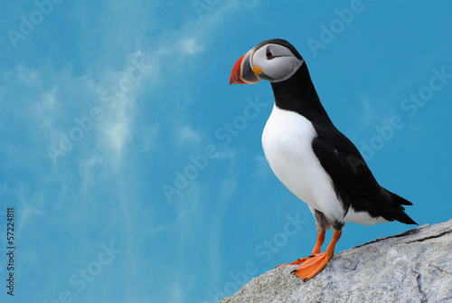 Puffin with Blue Sky Background photo