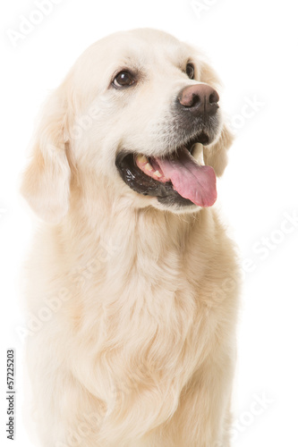 golden retriever dog sitting on isolated white