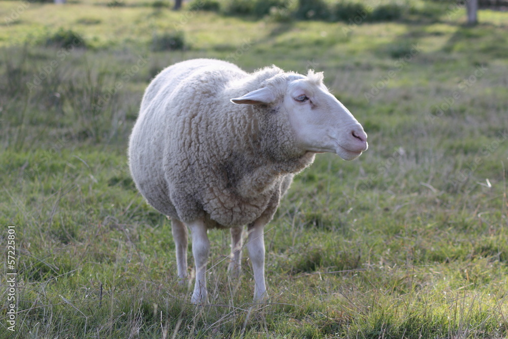 Obraz premium Leineschaf