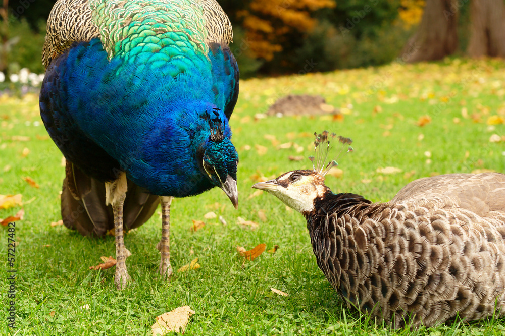 Fototapeta premium pair of loving peacocks