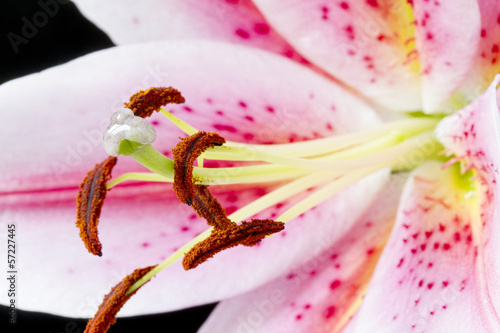 Fototapeta Naklejka Na Ścianę i Meble -  Close up pink and white lily flower
