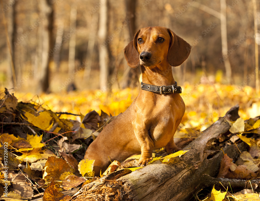dachshund on autumn forest with leaves
