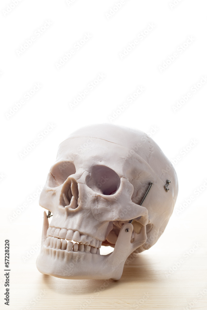 Obraz premium 木のテーブルに頭蓋骨の人体模型