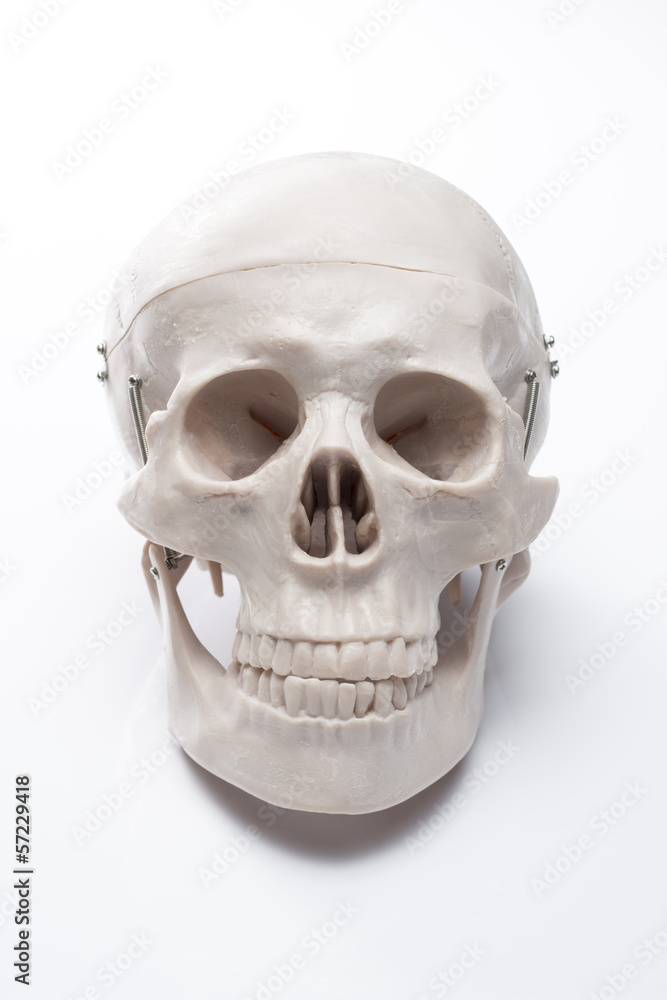 Obraz premium 白背景に模型の頭蓋骨