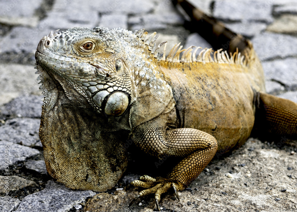 iguana lizard iguana lizard