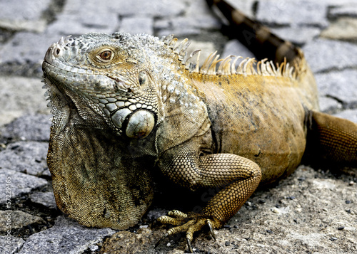 iguana lizard © radkacrossley