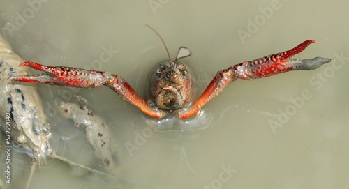 Gambero rosso della Luisiana photo