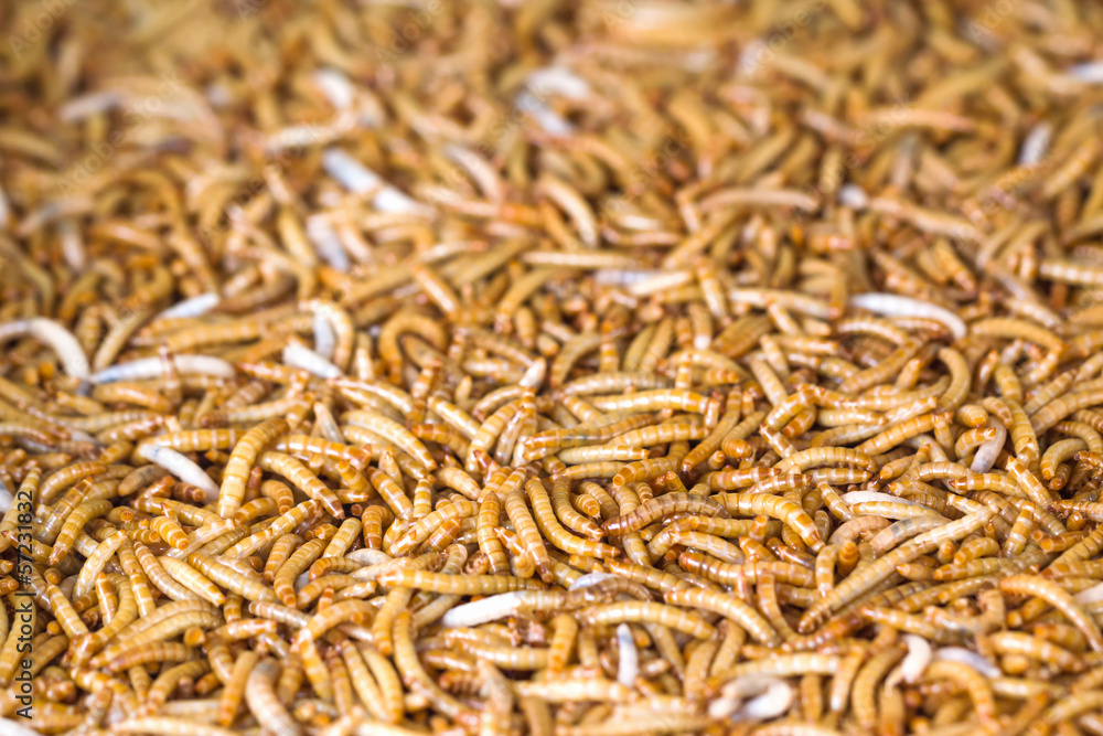 Meal worms Meal worms