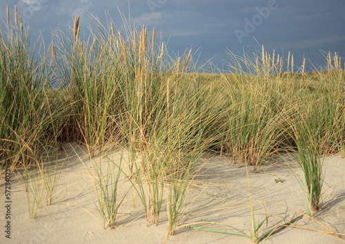 Wild leymus plant on sand dune prevents sand fligh