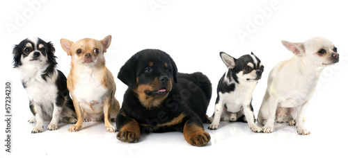 Fototapeta Naklejka Na Ścianę i Meble -  puppy rottweiler and chihuahuas
