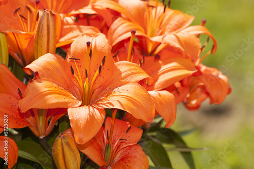 Asiatic Lillies in Bloom