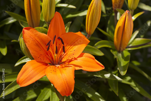 Fototapeta Naklejka Na Ścianę i Meble -  Orange Asiatic Lily