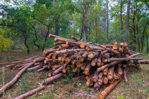heap of pine trunks in a forest