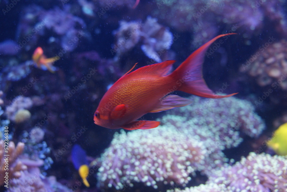 Lyretail Anthias Male - Pseudanthias squamipinnis Lyretail Anthias Male - Pseudanthias squamipinnis