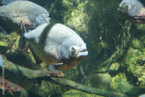 Red-bellied Piranha - Pygocentrus nattereri