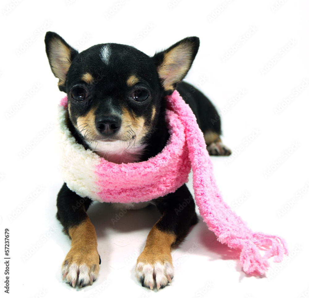 Chihuahua  in the pink scarf