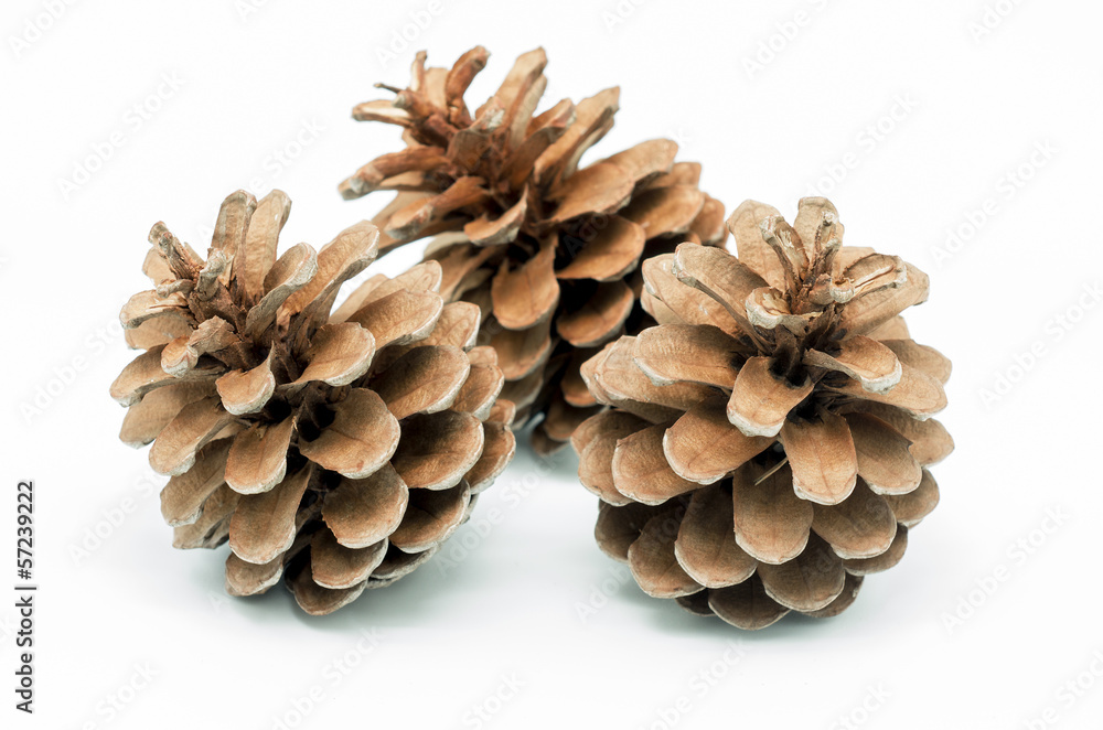 Pinecone 6 Pinecone 6