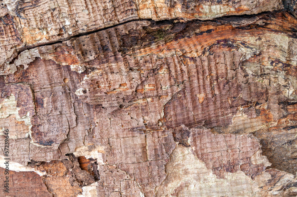 Naklejka premium texture the old tree in the forest