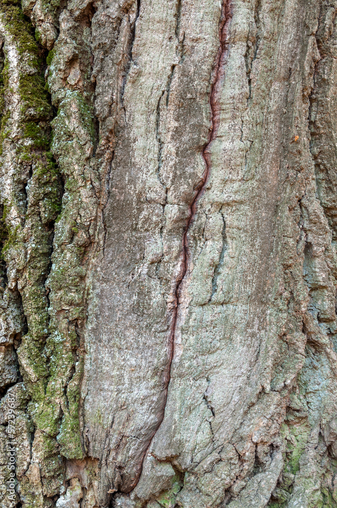 Obraz premium texture the old tree in the forest