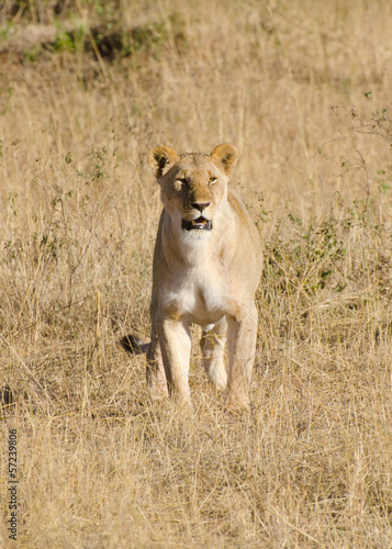 lioness hunting on the masi mari
