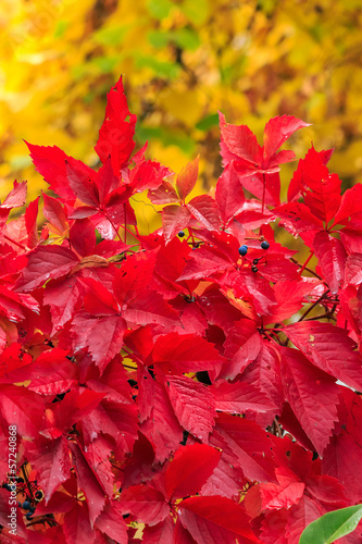 plant with red leaves on a yellow foliage background