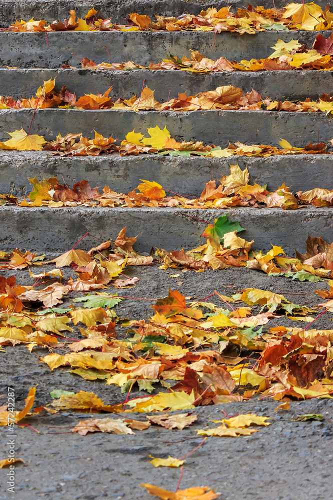 Obraz premium steps on a town square covered with foliage