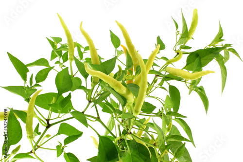 chili pepper on plant in white background