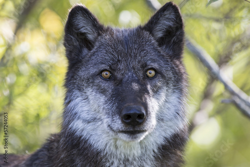 wolf