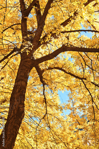 Tree branches in autumn sunlight