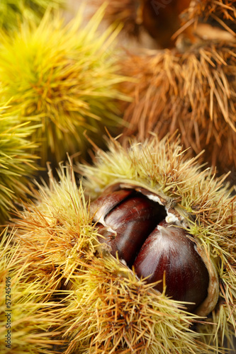 Ripe chestnuts, Castanea sativa
