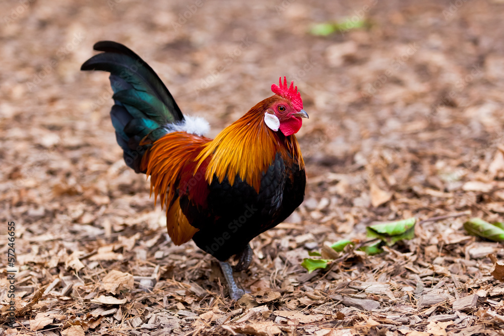Beautiful Rooster. Beautiful Rooster.