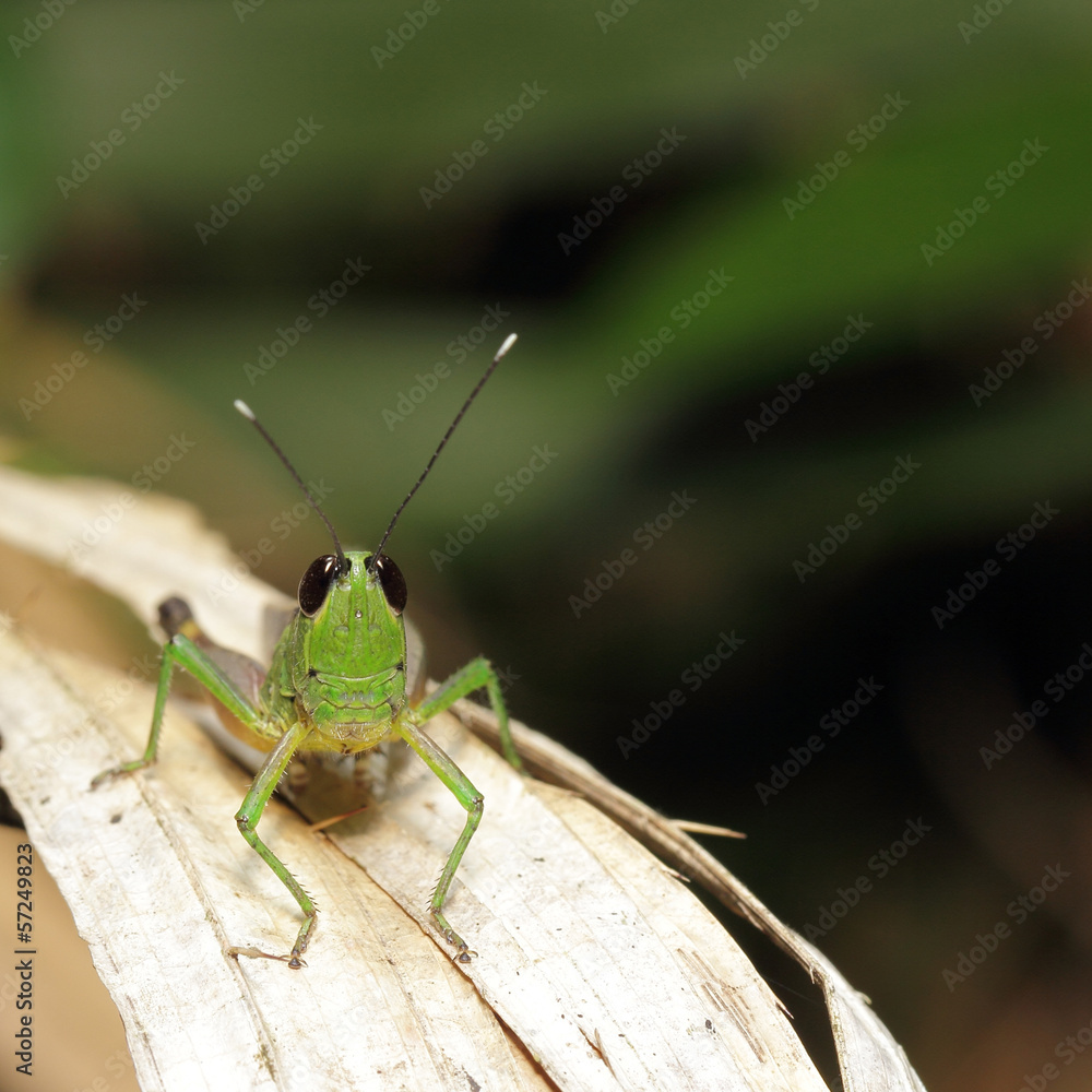 Grasshopper living on the leaf Grasshopper living on the leaf