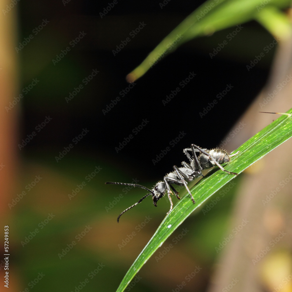Black ant Black ant