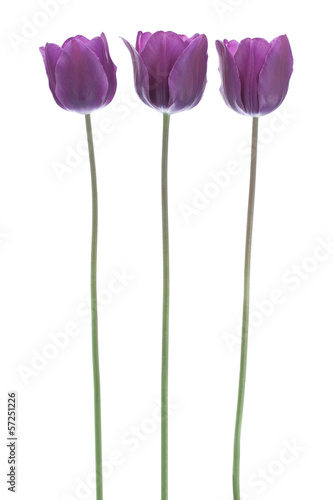 Fototapeta Naklejka Na Ścianę i Meble -  tulip