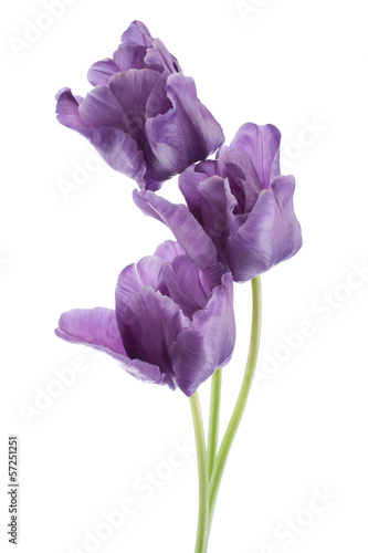 Fototapeta Naklejka Na Ścianę i Meble -  tulip