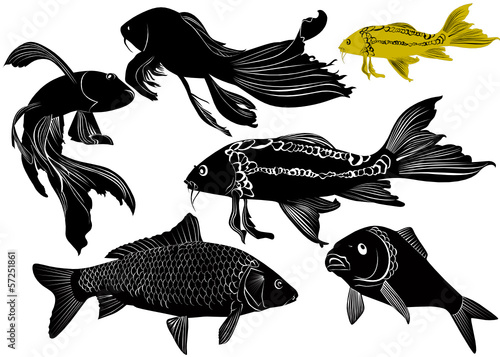 goldfish carp