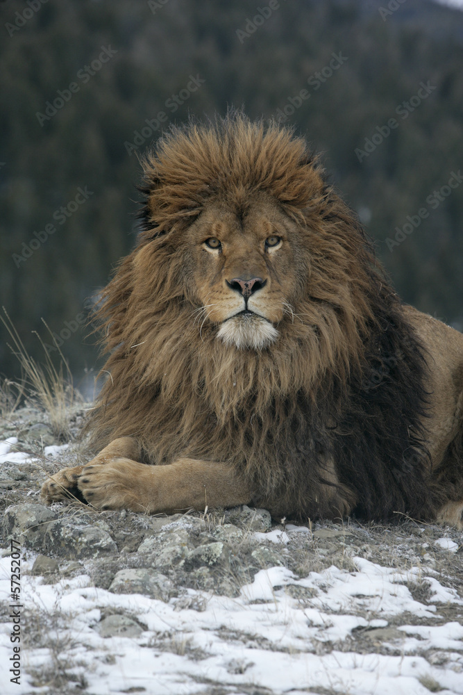 Obraz premium Barbary lion, Panthera leo leo