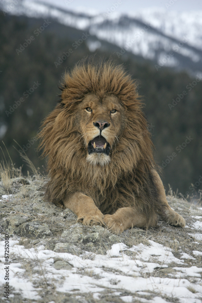 Obraz premium Barbary lion, Panthera leo leo