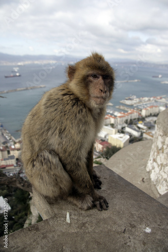 Barbary ape or macaque, Macaca sylvanus © Erni