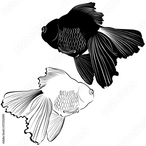 goldfish carp