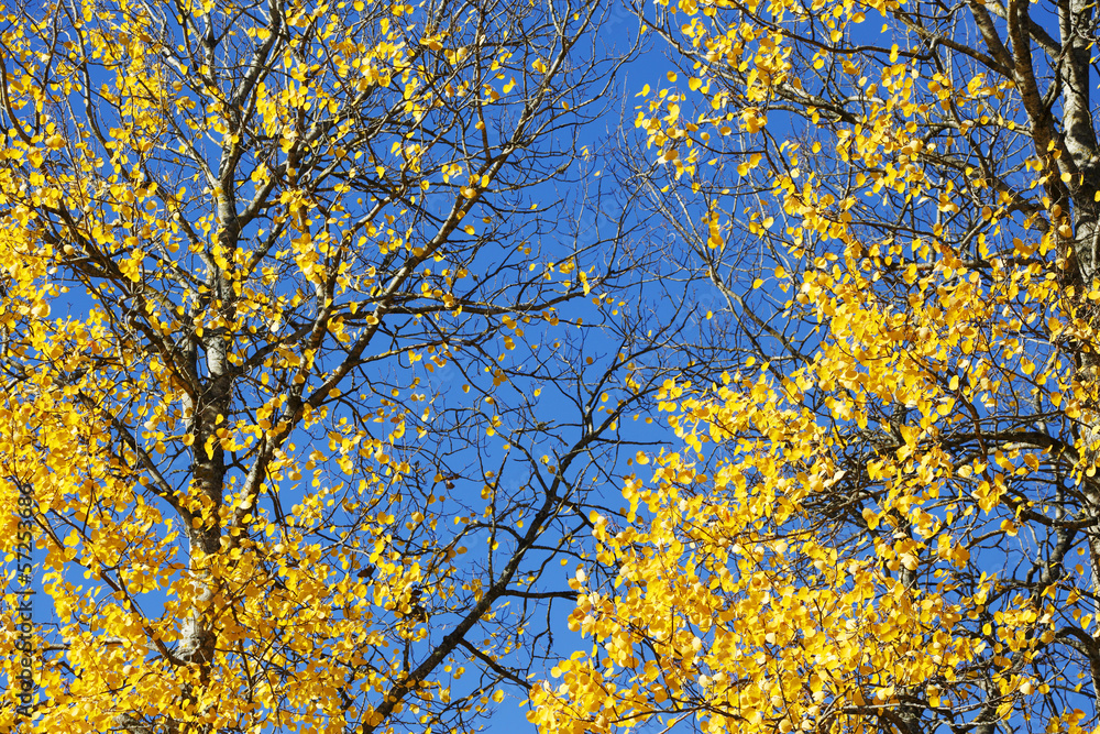 yellow autumn leaves against blue sky yellow autumn leaves against blue sky