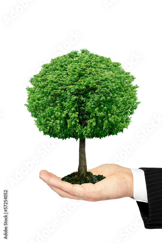 Tree growing on the palm is isolated on a white background.