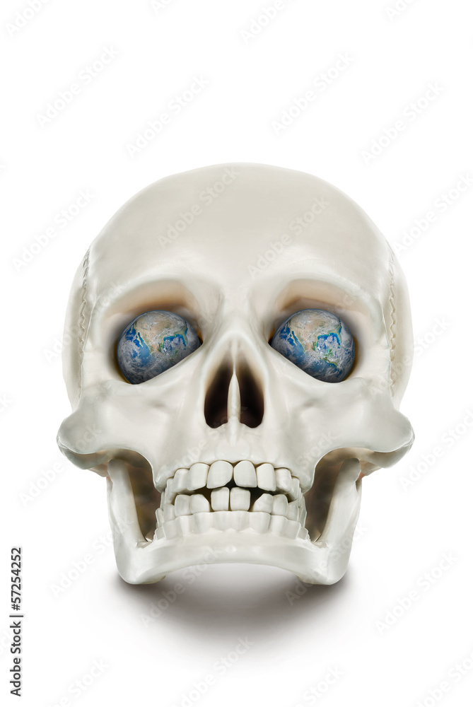 Fototapeta premium The human skull isolated on white background.