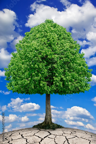 The tree grows on dry ground against the sky.