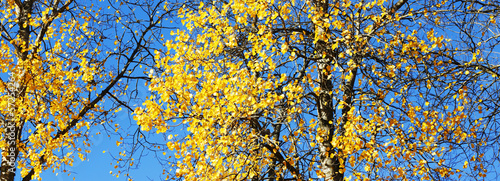autumn colors, leaves and twigs against a blue sky